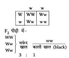 UP Board Solutions for Class 10 Science Chapter 9 Heredity and Evolution 5