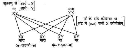 UP Board Solutions for Class 10 Science Chapter 9 Heredity and Evolution 3