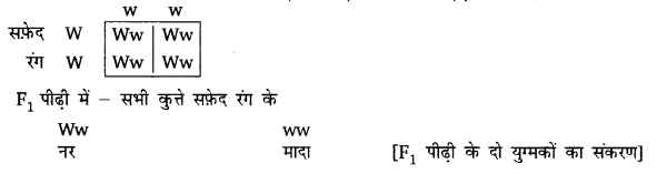 UP Board Solutions for Class 10 Science Chapter 9 Heredity and Evolution 4